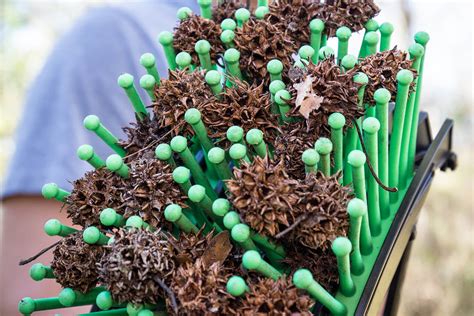 picking up sweet gum balls.